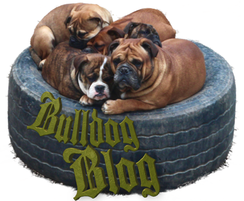 Logo vom Bulldog Blog mit AP Bronson